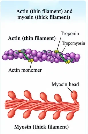 Structure of a thin actin filament with actin monomers, troponin and tropomyosin, and a thick myosin filament with projecting myosin heads