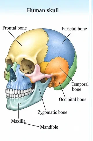 Lateral view of the human skull showing the frontal, parietal, temporal and occipital bones, and the zygomatic bone, maxilla and mandible of the face