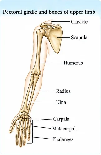 Bones of the pectoral girdle and upper limb: clavicle, scapula, humerus, radius, ulna, carpals, metacarpals and phalanges
