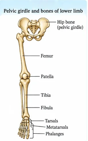 Bones of the pelvic girdle and lower limb: hip bone, femur, patella, tibia, fibula, tarsals, metatarsals and phalanges