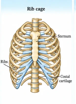 Front view of the rib cage with the sternum, twelve pairs of ribs and the costal cartilages joining the ribs to the sternum