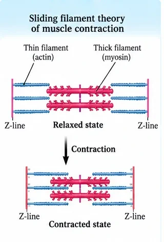 Sarcomere in the relaxed state and in the contracted state: thin actin filaments slide over thick myosin filaments, pulling the Z-lines closer together