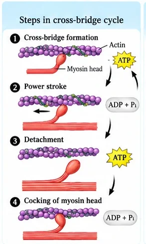 Four steps of the cross-bridge cycle: cross-bridge formation, power stroke, detachment when ATP binds, and cocking of the myosin head when ATP is hydrolysed