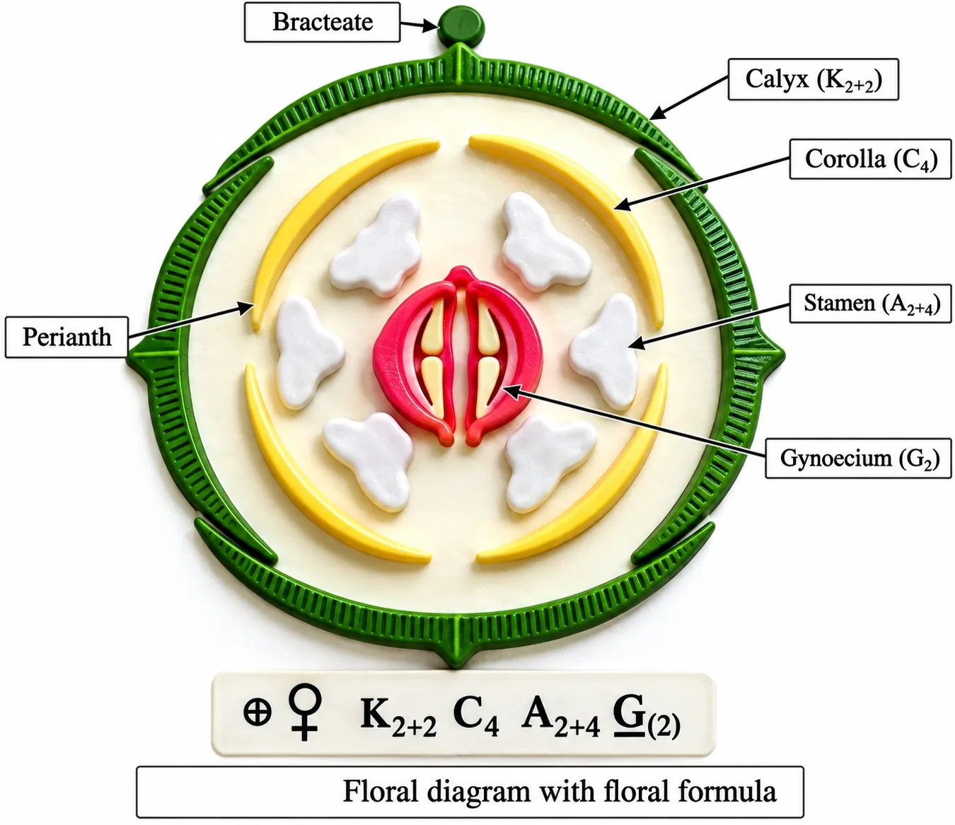 Floral diagram of a mustard flower showing the position of the mother axis, four sepals in two pairs, four petals, six stamens (two short outer, four long inner) and a bicarpellary ovary, with the floral formula
