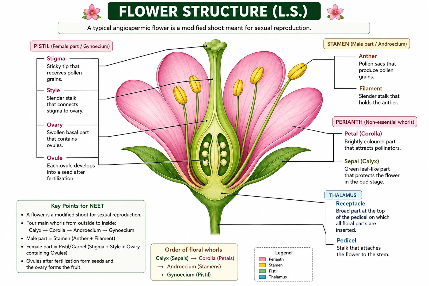 Longitudinal section of a flower showing stigma, style, ovary with ovules, anther and filament of stamens, petals, sepals, thalamus (receptacle) and pedicel
