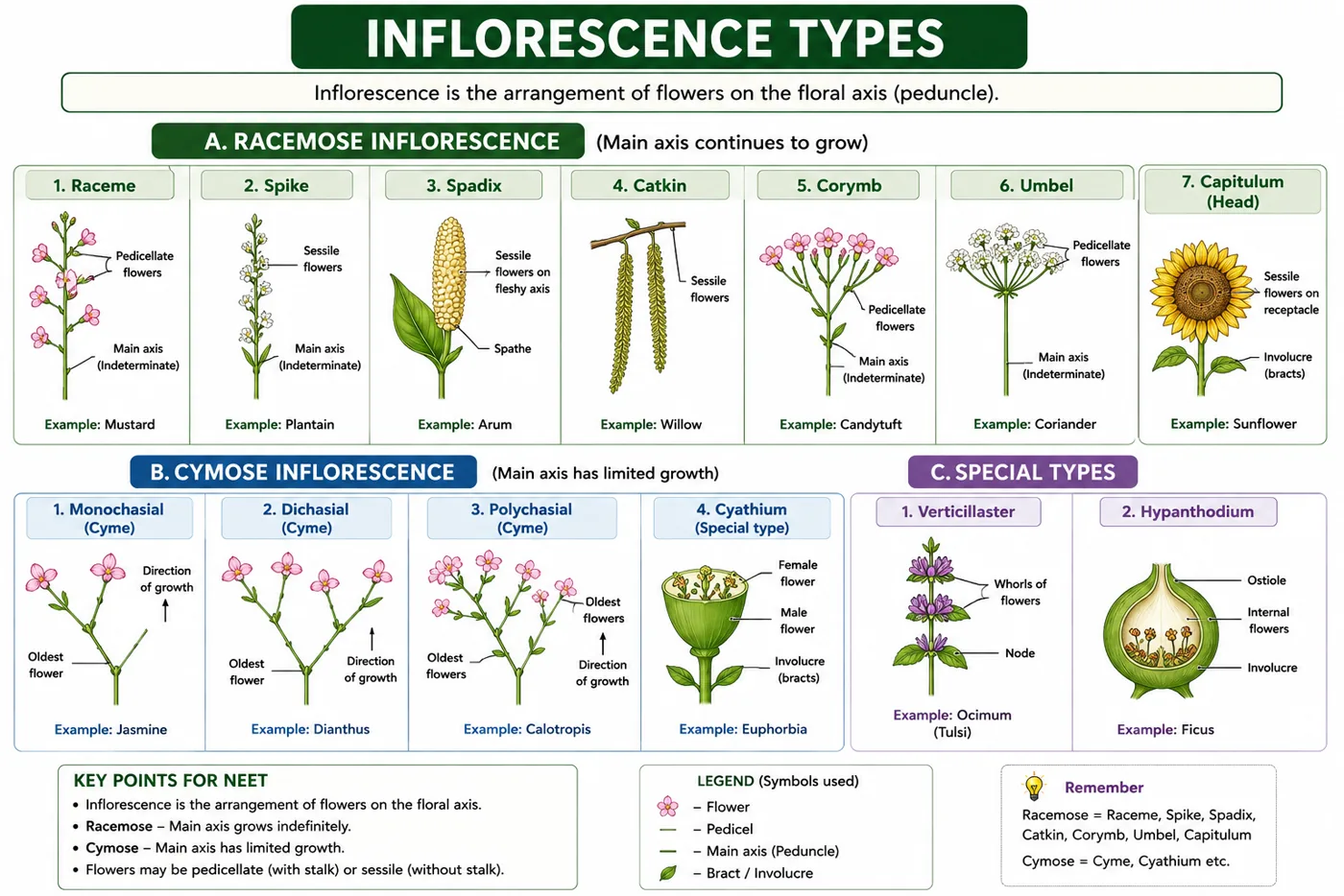 Racemose types (raceme, spike, spadix, catkin, corymb, umbel, capitulum) and cymose types (monochasial, dichasial, polychasial cyme, cyathium) with special types verticillaster and hypanthodium