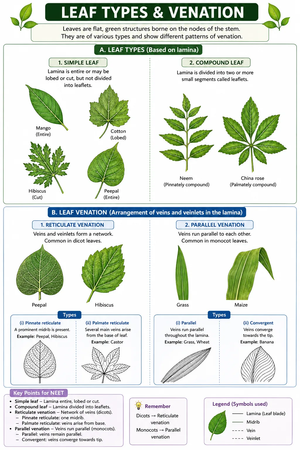 Simple leaves (mango, cotton, peepal), compound leaves (neem pinnate) and reticulate venation (peepal, castor) versus parallel venation (grass, maize, banana)