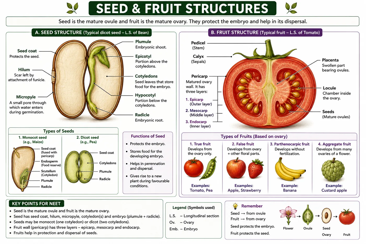 L.S. of a bean seed showing seed coat, hilum, micropyle, plumule, epicotyl, cotyledons, hypocotyl and radicle; L.S. of tomato fruit with pericarp layers, placenta, locules and seeds; maize and pea seeds; true, false, parthenocarpic and aggregate fruits