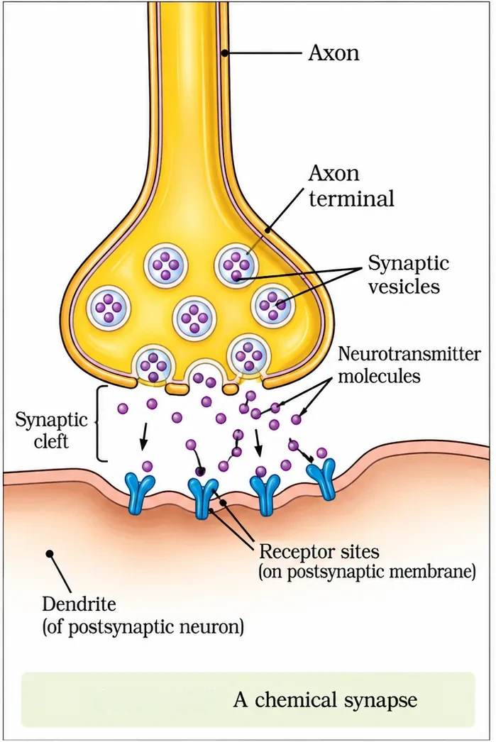 A chemical synapse: an axon terminal with synaptic vesicles releasing neurotransmitter molecules into the synaptic cleft, which bind receptor sites on the dendrite of the postsynaptic neuron
