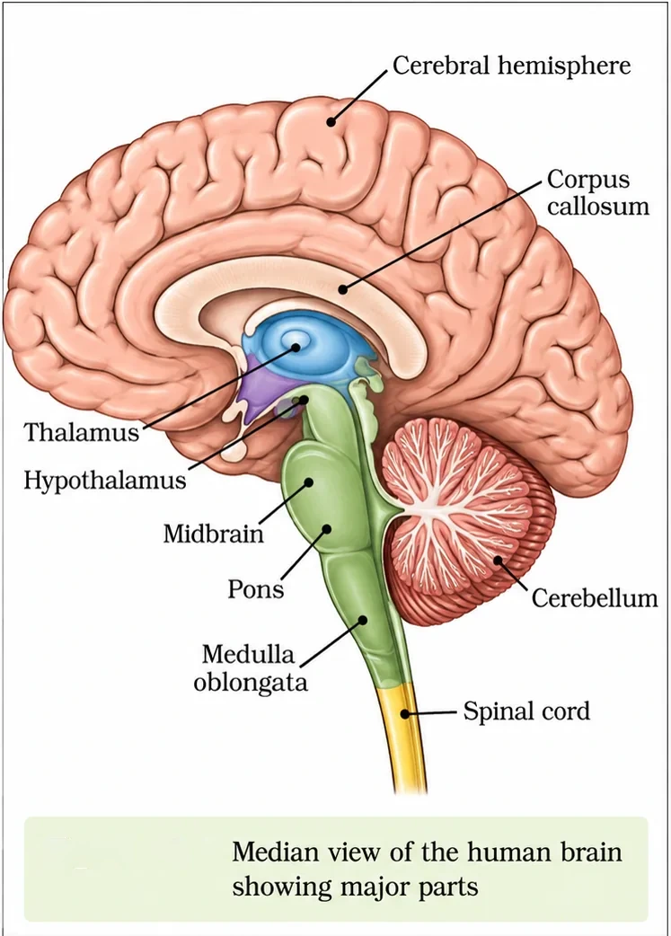 Median section of the human brain showing the cerebral hemisphere, corpus callosum, thalamus, hypothalamus, midbrain, pons, medulla oblongata, cerebellum and spinal cord