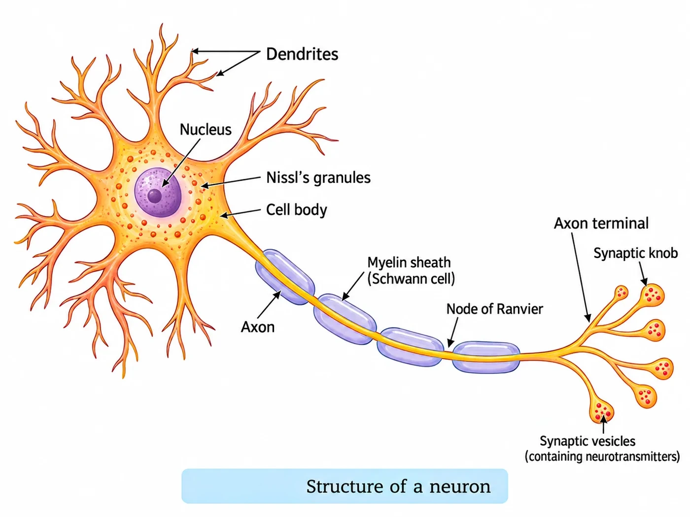 Structure of a neuron showing dendrites, cell body with nucleus and Nissl's granules, axon covered by myelin sheath formed by Schwann cells, nodes of Ranvier, axon terminals and synaptic knobs with synaptic vesicles