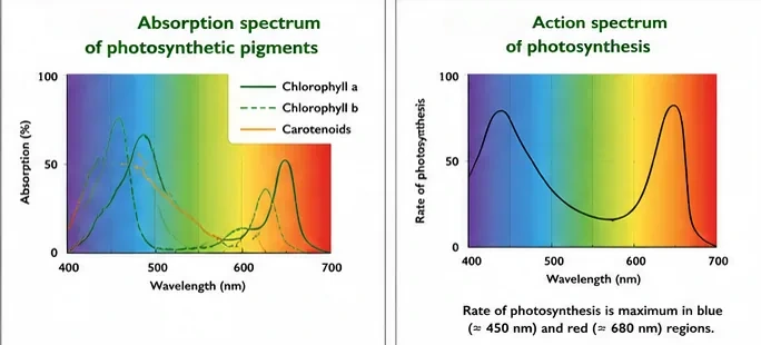 Two graphs: the absorption spectra of chlorophyll a, chlorophyll b and carotenoids, and the action spectrum of photosynthesis with peaks in blue and red light