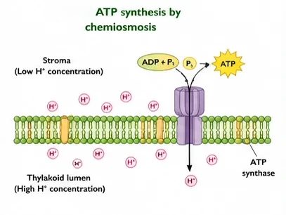 A thylakoid membrane with high H+ concentration in the lumen and low in the stroma; protons flow through ATP synthase into the stroma, producing ATP from ADP and phosphate