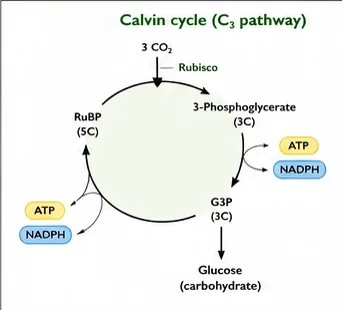 The Calvin cycle: CO2 combines with RuBP using RuBisCO to form 3-phosphoglycerate, which is reduced to G3P using ATP and NADPH; G3P forms glucose and regenerates RuBP