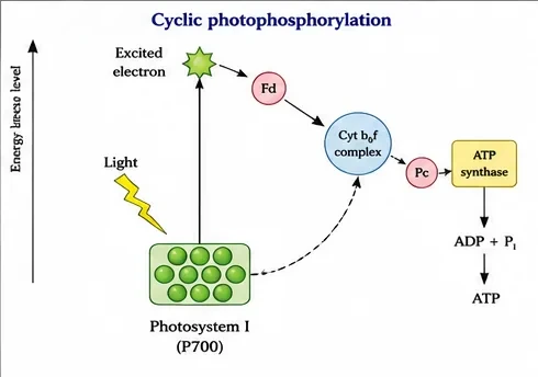 Cyclic photophosphorylation: excited electrons from photosystem I pass through ferredoxin, the cytochrome b6f complex and plastocyanin and return to photosystem I, driving ATP synthesis