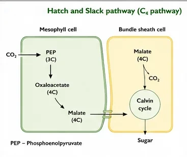C4 pathway: in a mesophyll cell CO2 is fixed by PEP into oxaloacetate and malate, which moves into a bundle sheath cell, releases CO2 into the Calvin cycle and produces sugar