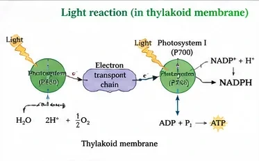 Diagram of the light reaction in a thylakoid membrane: photosystem II splits water, electrons pass through an electron transport chain to photosystem I, which reduces NADP+ to NADPH while ATP is made