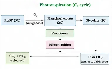 The C2 cycle of photorespiration passing from chloroplast to peroxisome to mitochondrion, releasing CO2 and NH3 and returning PGA to the Calvin cycle