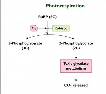 Photorespiration: RuBisCO binds oxygen to RuBP, forming one 3-phosphoglycerate and one 2-phosphoglycolate, whose metabolism releases carbon dioxide