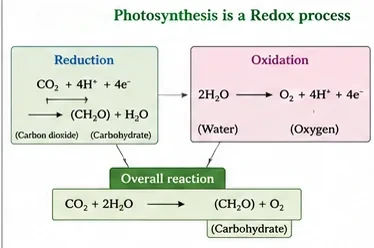 Flow chart showing photosynthesis as a redox process: carbon dioxide is reduced to carbohydrate and water is oxidised to oxygen