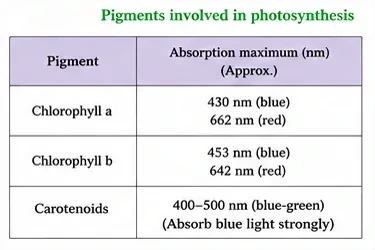 Table of photosynthetic pigments and their approximate absorption maxima: chlorophyll a, chlorophyll b and carotenoids