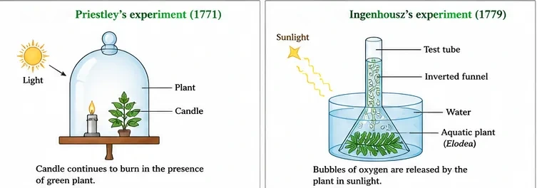 Priestley's bell-jar experiment with a burning candle and a green plant, and Ingenhousz's experiment showing oxygen bubbles released by an aquatic plant in sunlight