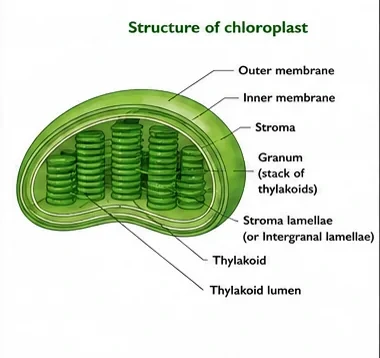Cut-away diagram of a chloroplast showing outer and inner membranes, stroma, grana made of stacked thylakoids, stroma lamellae and thylakoid lumen