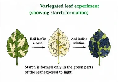 A variegated leaf before and after boiling in alcohol and adding iodine, with only the formerly green areas turning blue-black