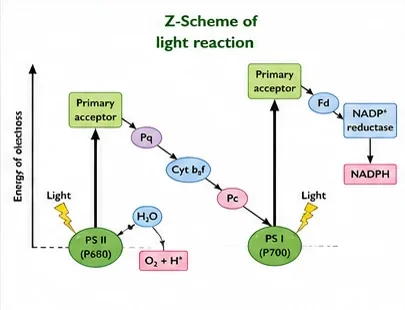 The Z-scheme: electrons from water pass through PS II, plastoquinone, cytochrome b6f and plastocyanin to PS I, then through ferredoxin to NADP reductase to form NADPH