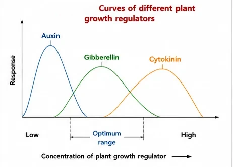 Three bell-shaped response curves for auxin, gibberellin and cytokinin, each with a different optimum concentration