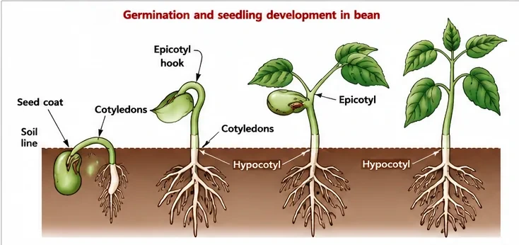 Stages of germination of a bean seed: the seed coat splits, the radicle grows down, the hypocotyl hook pushes up, the cotyledons emerge above soil and the epicotyl and first leaves develop