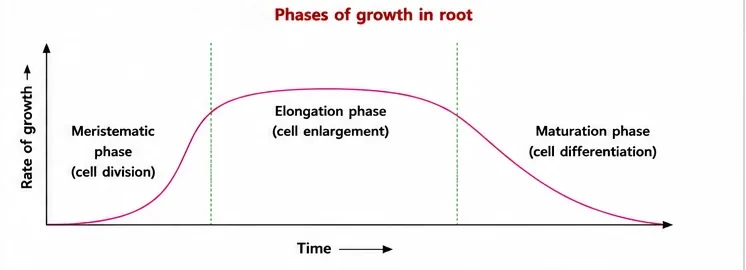Graph of rate of growth against time showing the meristematic phase of cell division, the elongation phase of cell enlargement and the maturation phase of cell differentiation