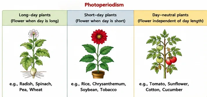 Three groups of plants by photoperiod: long-day plants such as radish and spinach, short-day plants such as rice and chrysanthemum, and day-neutral plants such as tomato and cucumber