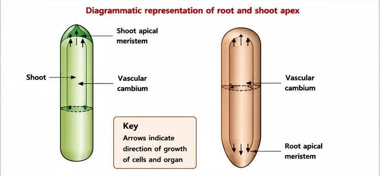 Diagram of a shoot and a root showing the shoot apical meristem, root apical meristem and vascular cambium, with arrows showing the direction of growth