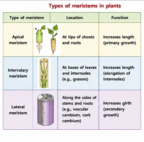Table of the three types of meristem: apical meristem at tips of shoots and roots, intercalary meristem at bases of leaves and internodes, and lateral meristem along the sides of stems and roots