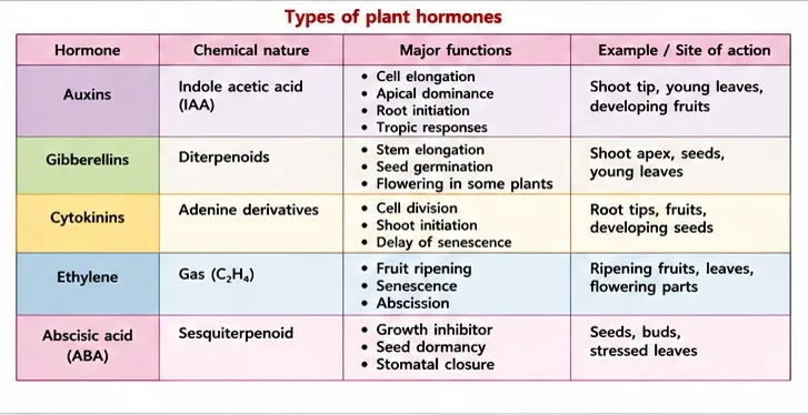 Table of the five plant hormones with their chemical nature, major functions and sites of action: auxins, gibberellins, cytokinins, ethylene and abscisic acid
