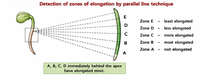 A germinating root marked with equally spaced parallel lines; after growth, the marks just behind the root tip have spread furthest apart