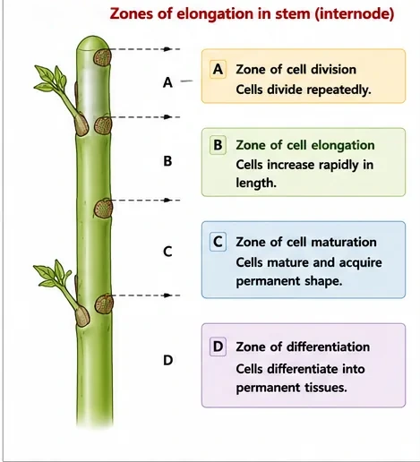A stem divided into zones A to D: zone of cell division, zone of cell elongation, zone of cell maturation and zone of differentiation