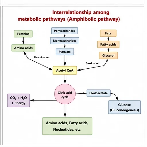 Interrelationship of metabolic pathways: proteins, polysaccharides and fats feed into acetyl CoA and the citric acid cycle, which also supplies precursors for amino acids, fatty acids, nucleotides and glucose