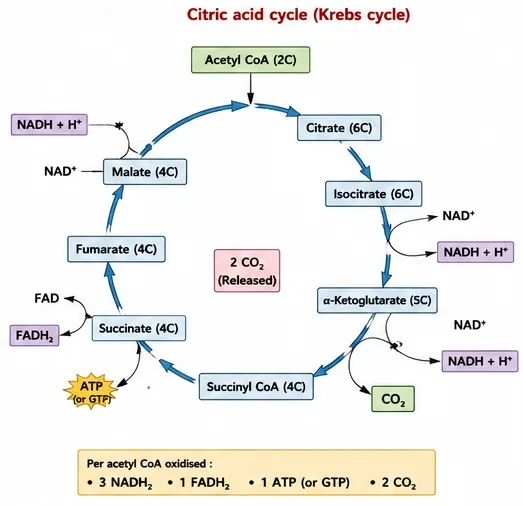 The citric acid (Krebs) cycle showing acetyl CoA joining oxaloacetate to form citrate, then isocitrate, alpha-ketoglutarate, succinyl CoA, succinate, fumarate and malate, with NADH, FADH2, ATP or GTP and CO2 produced