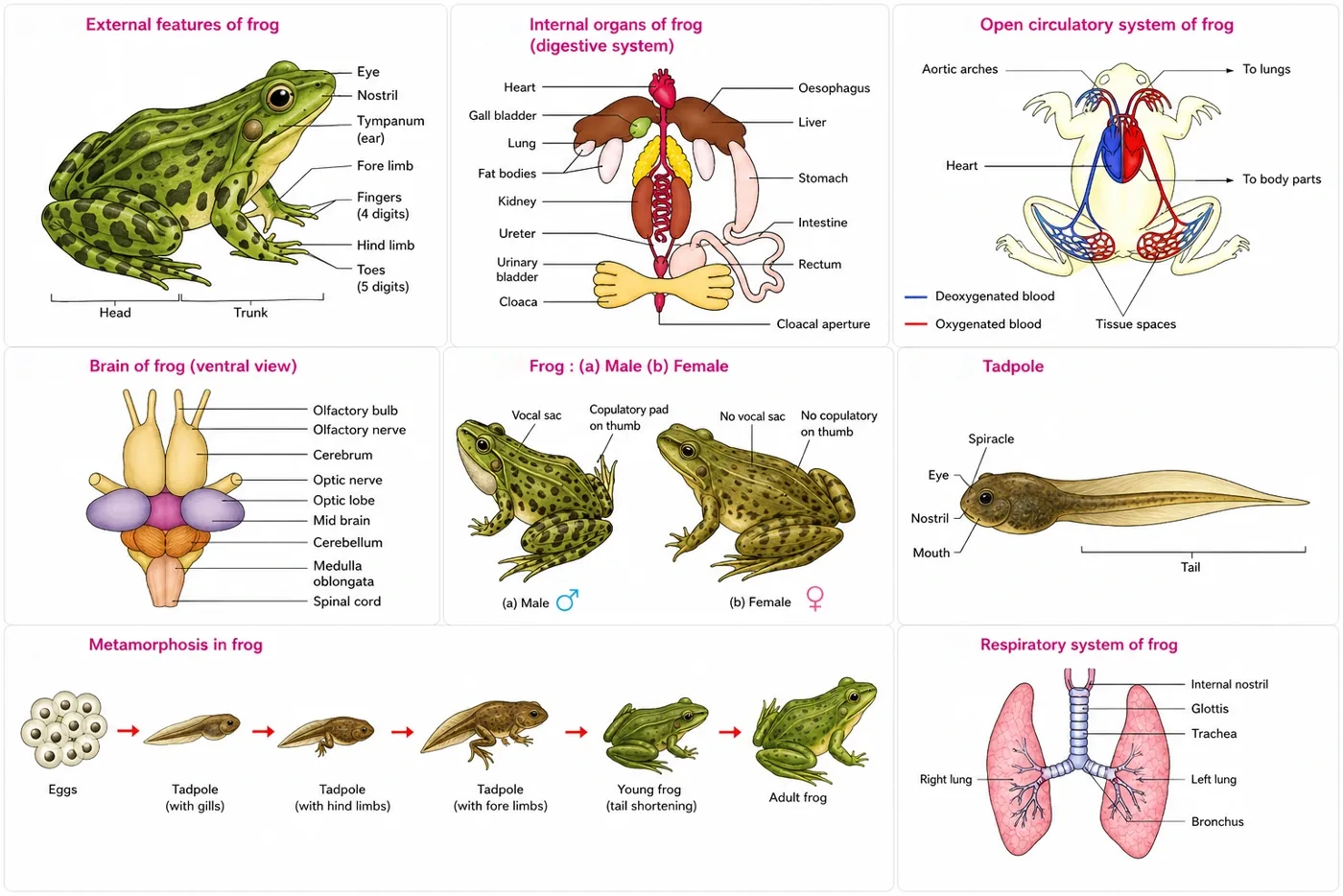 Panels showing the external features of a frog, its internal digestive organs, the circulatory system, the brain in ventral view, male and female frogs, a tadpole, stages of metamorphosis and the respiratory system