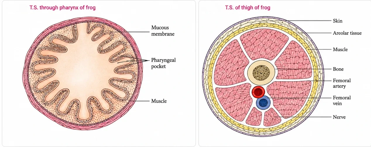 Section through the frog pharynx with folded mucous membrane forming pharyngeal pockets and an outer muscle layer, and section of the thigh with skin, areolar tissue, muscle blocks, a central bone, femoral artery, femoral vein and nerve