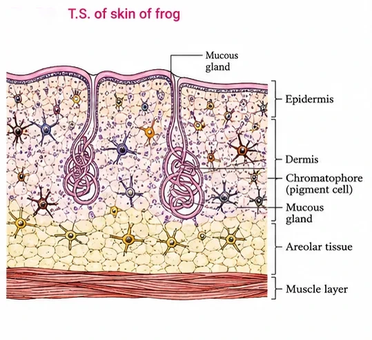 Section of frog skin showing epidermis, dermis with coiled mucous glands and star-shaped chromatophores, areolar tissue and a muscle layer