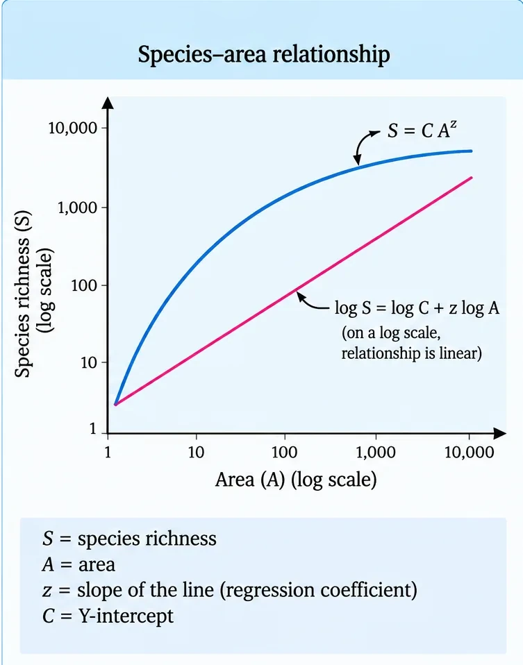 Graph of species richness against area on log scales, with a curved line labelled S equals C A to the z and a straight line labelled log S equals log C plus z log A
