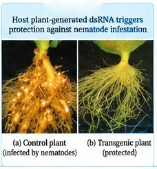 Roots of a control tobacco plant heavily infected with nematode galls beside the healthy roots of a transgenic plant
