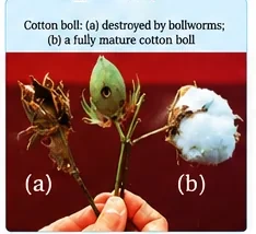 A hand holding a cotton boll destroyed by bollworms and a fully mature cotton boll with white fibres