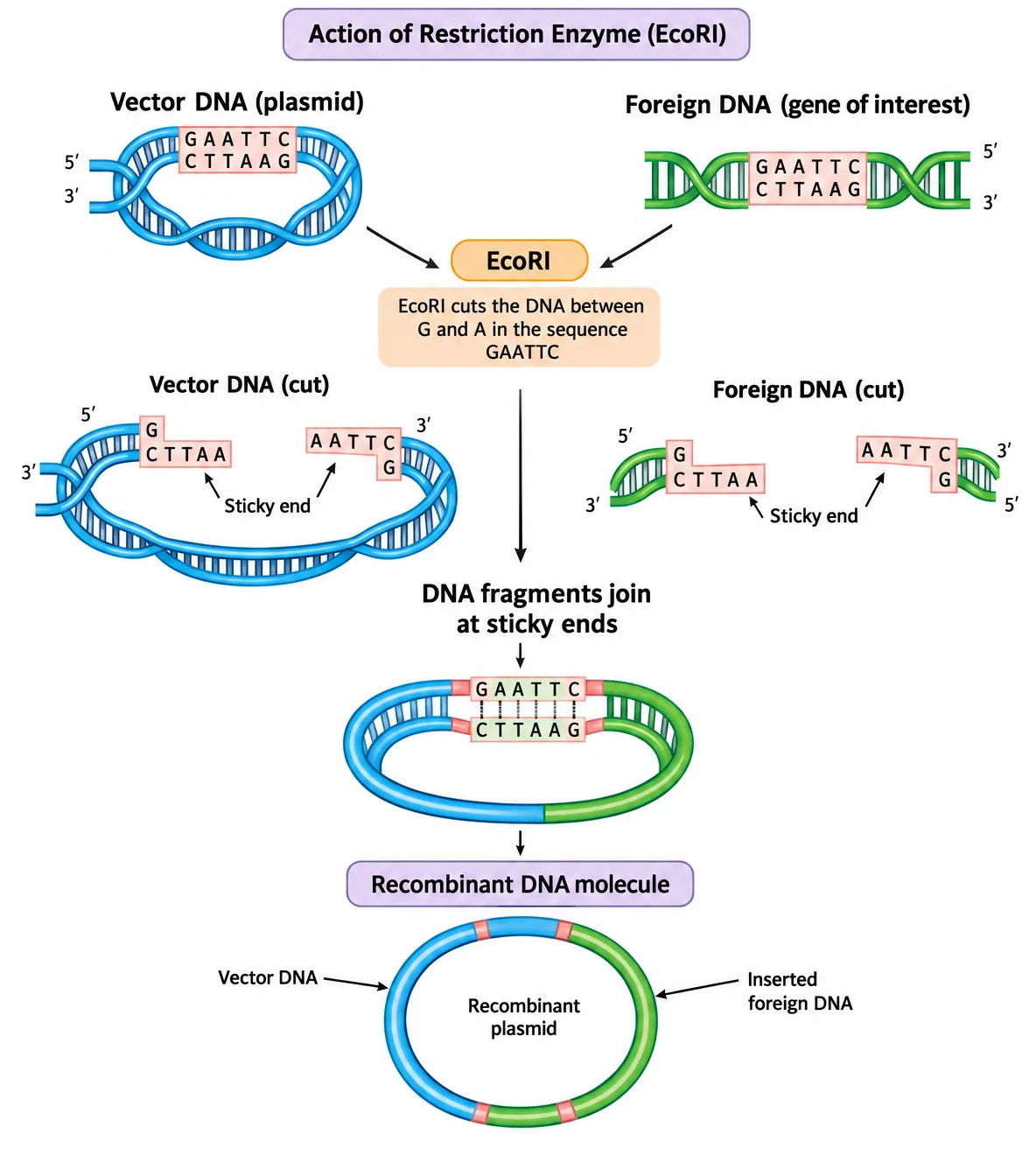 EcoRI cuts both vector plasmid and foreign DNA between G and A in GAATTC, producing complementary sticky ends that pair and are joined to form a recombinant plasmid