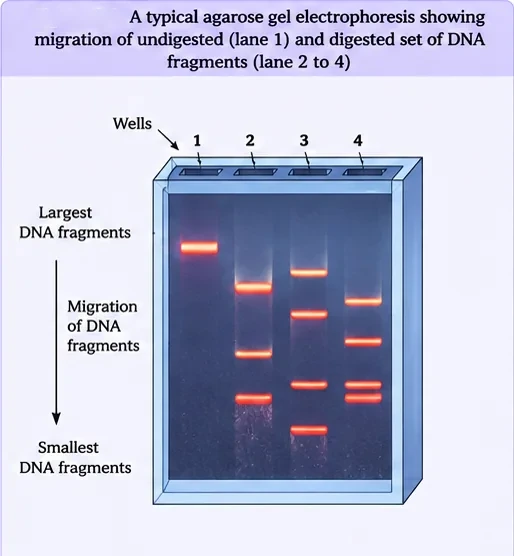 An agarose gel with four lanes: lane 1 shows one band of undigested DNA near the wells and lanes 2–4 show several bands of digested fragments, with the largest fragments near the wells and the smallest farthest