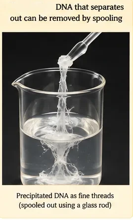 A glass rod lifting thread-like white precipitated DNA out of a beaker of solution