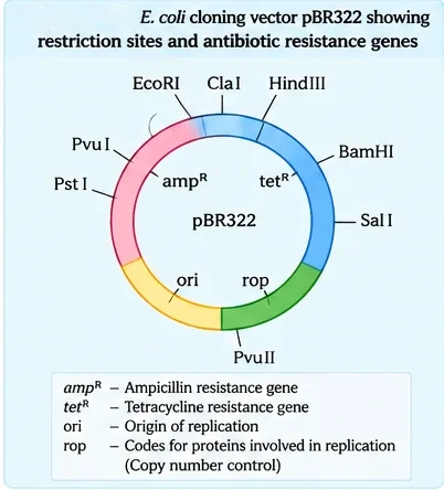 The circular plasmid pBR322 with ampicillin and tetracycline resistance genes, origin of replication, rop gene and restriction sites EcoRI, ClaI, HindIII, BamHI, SalI, PvuII, PstI and PvuI